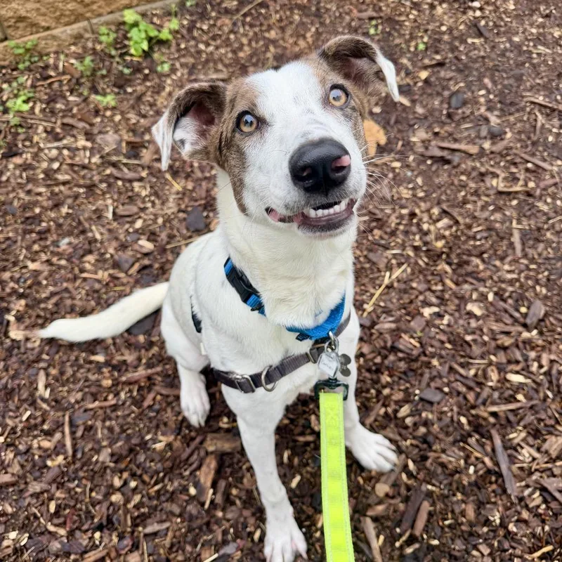 A young medium-sized female Mountain Cur dog named Panini for adoption in Falls Church, VA