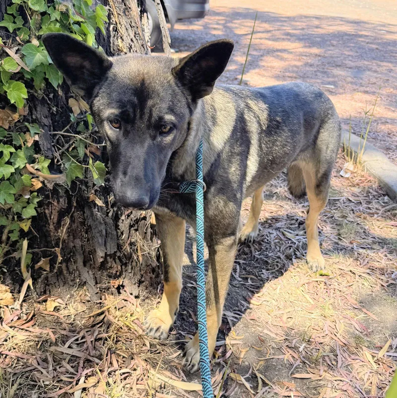 A young large-sized female German Shepherd Dog dog named Whisper for adoption in Oakland, CA