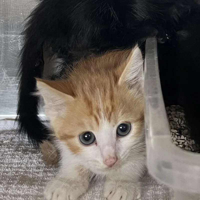 A baby medium-sized male Tabby (Orange / Red) Domestic Short Hair cat named Soul for adoption in Washington, UT