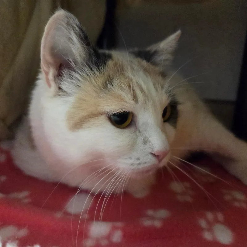 An adult extra large-sized female White Domestic Short Hair cat named Nyla for adoption in Ballston Spa, NY