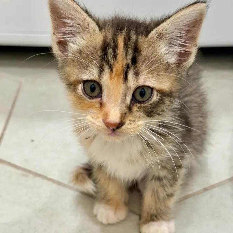 A baby small-sized female Brown / Chocolate Domestic Short Hair cat named Peppercorn for adoption in Morgan Hill, CA