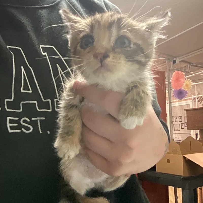 Peppercorn thumbnail 2