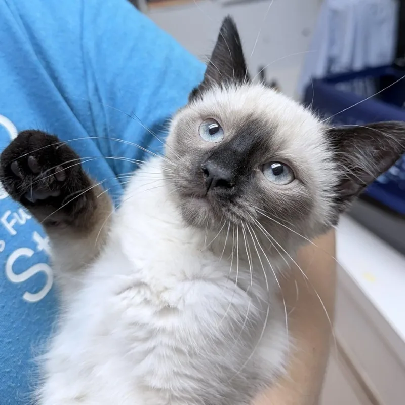 A baby small-sized female White Domestic Short Hair cat named Edamame for adoption in Tyler, TX