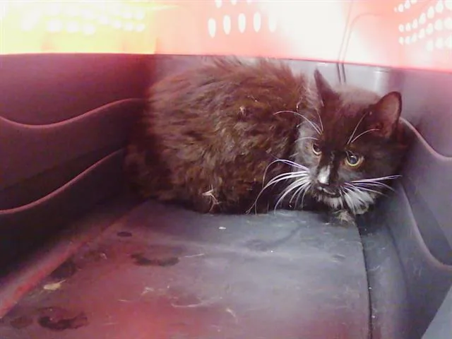 A young medium-sized male Domestic Long Hair cat named Yandu for adoption in Charlotte, NC
