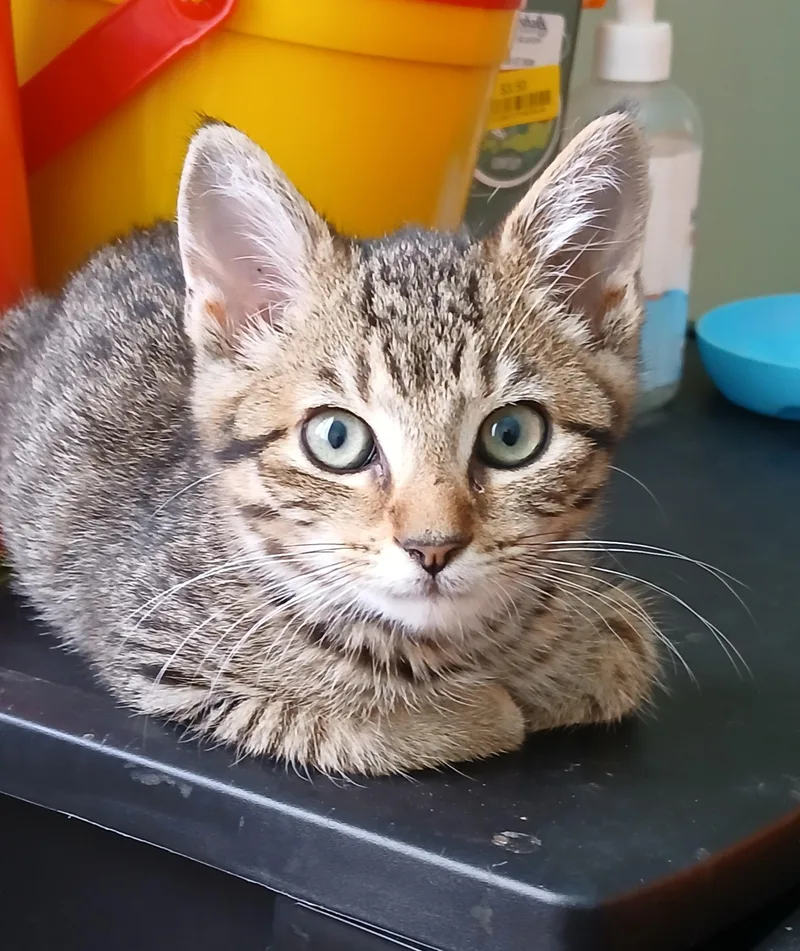 Lynx