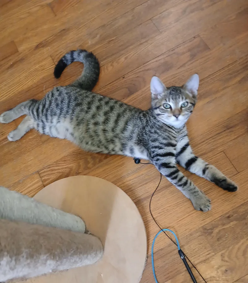 Lynx thumbnail 2