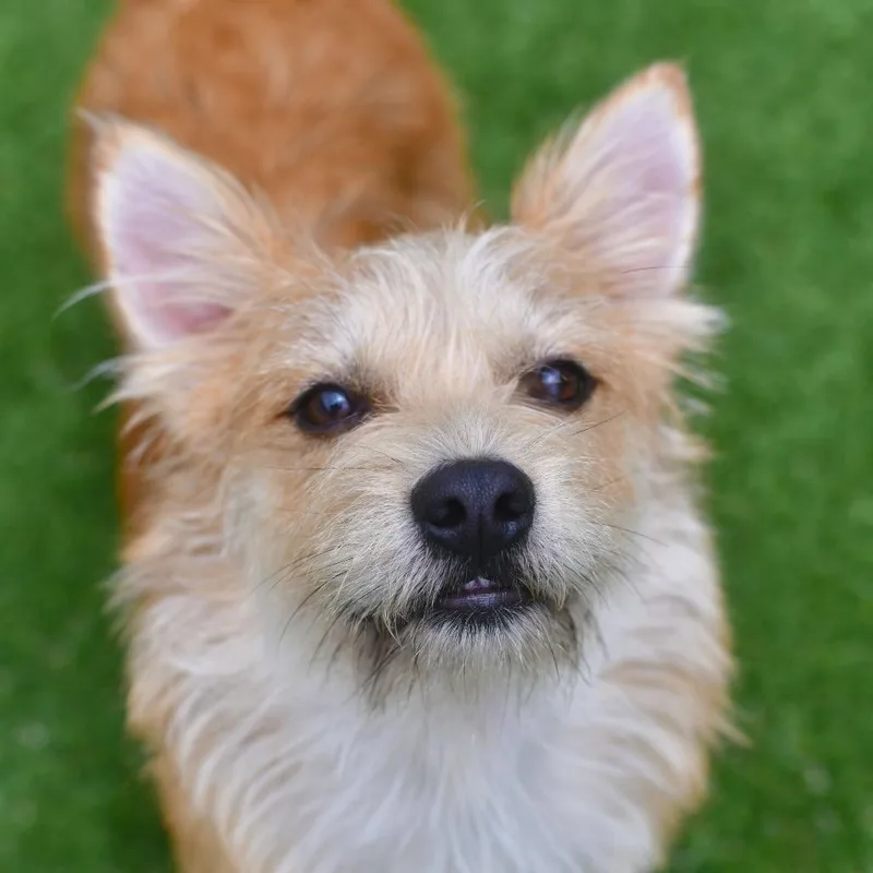 An adult small-sized male Golden Terrier dog named Chicken Nugget for adoption in Ottawa, KS