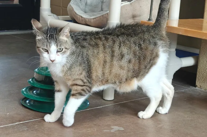 A senior medium-sized male Domestic Short Hair cat named Slim for adoption in Cincinnati, OH