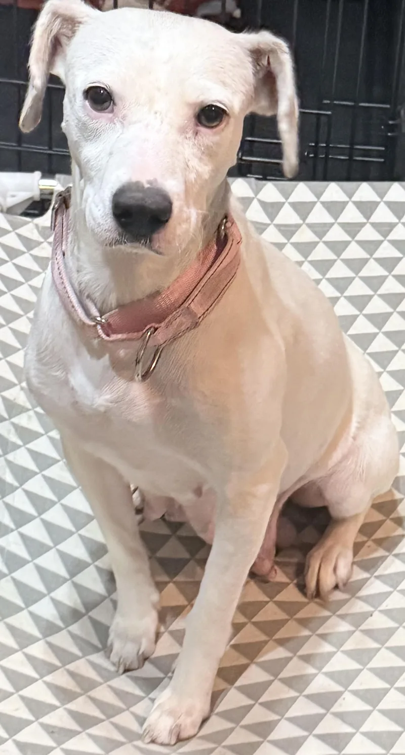 Chantilly Cake thumbnail 2