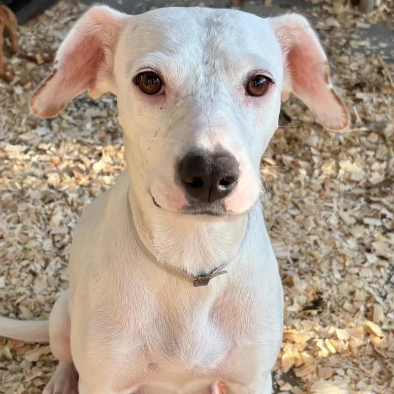 Chantilly Cake thumbnail 3