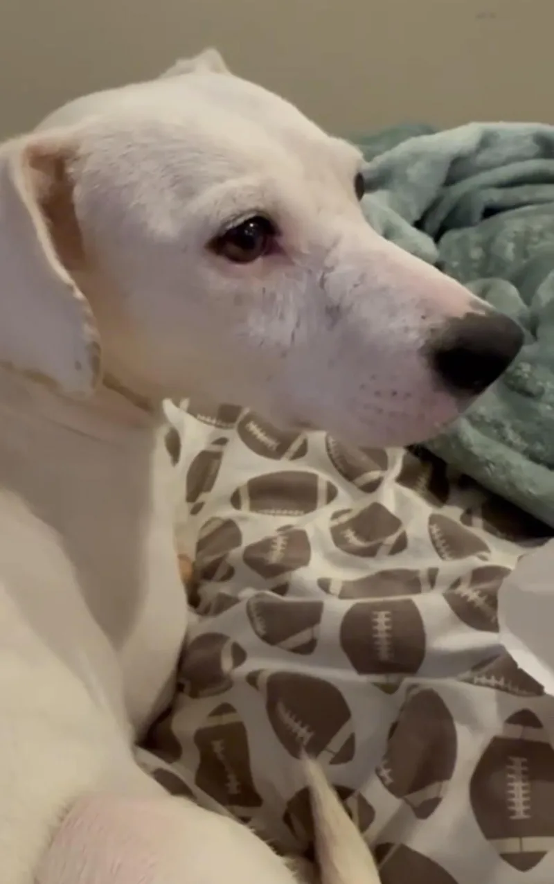 Chantilly Cake thumbnail 5