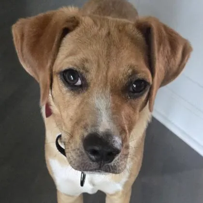 A young medium-sized male Mixed Breed dog named Theo for adoption in Elk Grove Village, IL