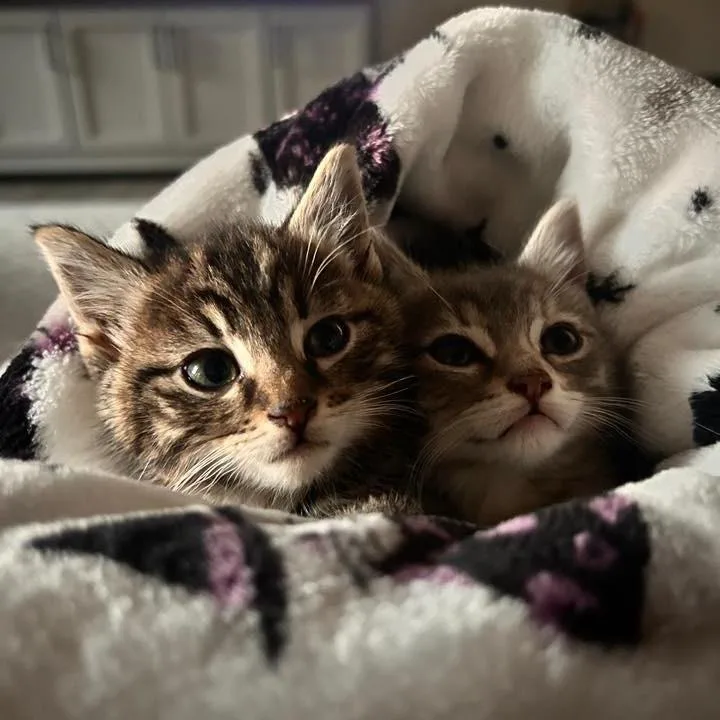 A baby small-sized female Torbie Domestic Short Hair cat named Pixie Rasmussen for adoption in Eagle Mountain, UT