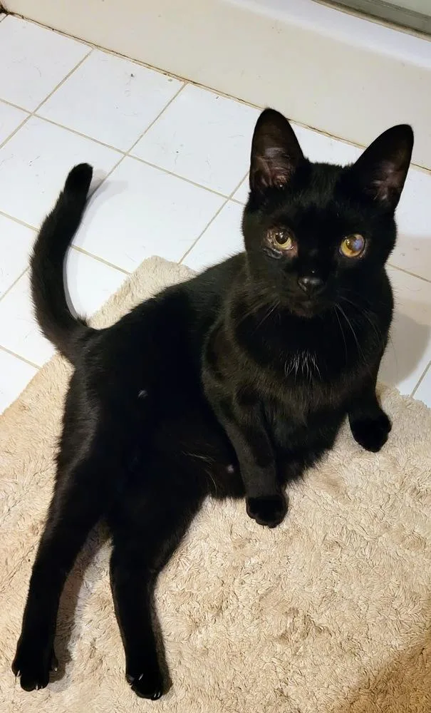 Hellebore thumbnail 2