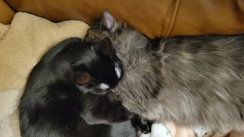 Hellebore thumbnail 3