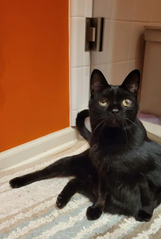 Hellebore thumbnail 4