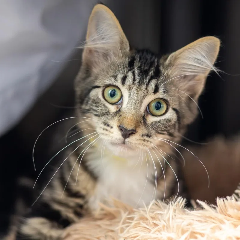 A baby small-sized female Brown / Chocolate Domestic Short Hair cat named Fiona for adoption in Wilmington, DE