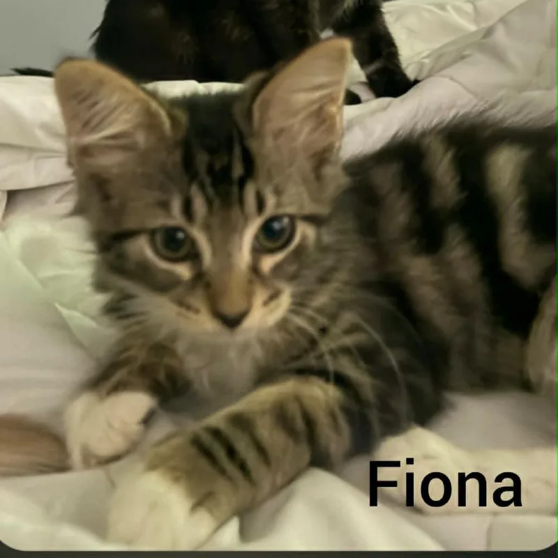 Fiona thumbnail 2