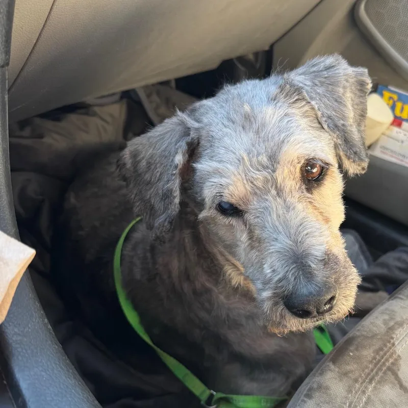A senior medium-sized female Gray / Blue / Silver Mixed Breed dog named Queenie for adoption in Phoenix, AZ