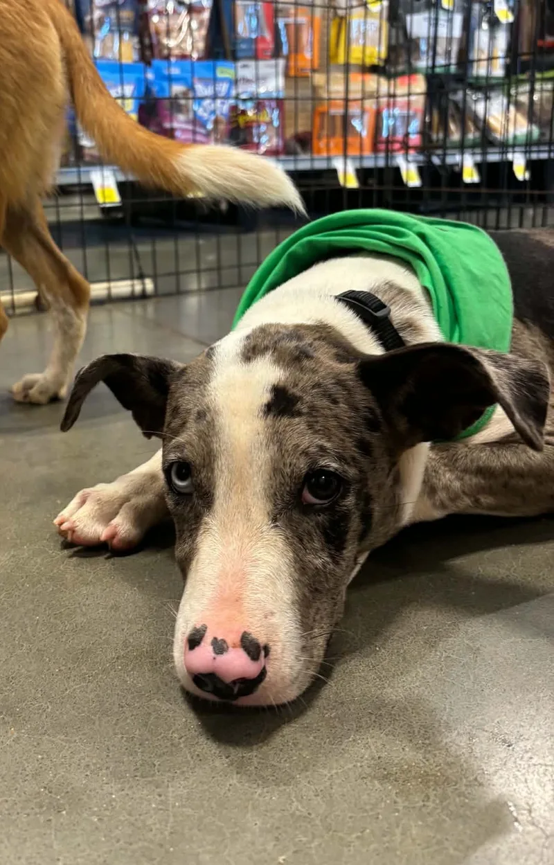 A baby medium-sized male Catahoula Leopard Dog dog named Odin for adoption in Meeker, OK