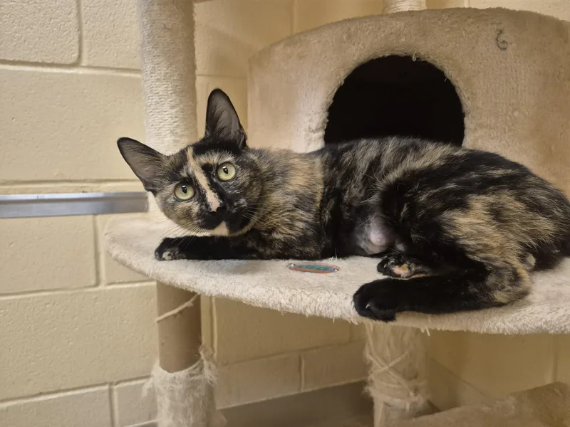 An adult medium-sized female Tortoiseshell Domestic Short Hair cat named Miriam for adoption in Schertz, TX