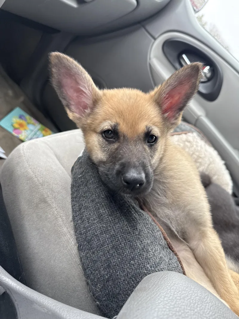 A baby large-sized female Pumi dog named Cinnamon for adoption in Plymouth, MN