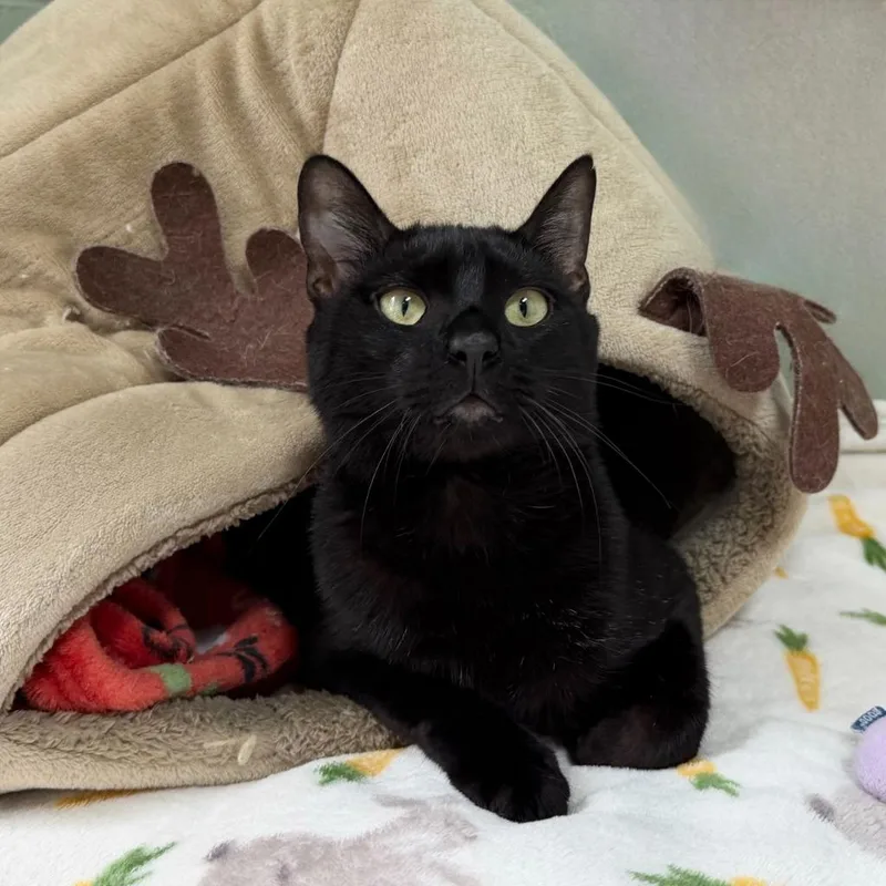 A young medium-sized male Domestic Short Hair cat named Willy for adoption in State College, PA