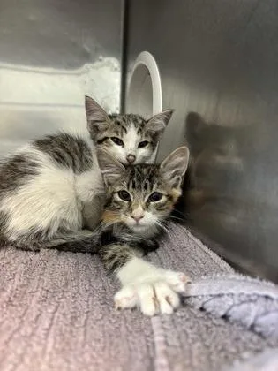 A baby small-sized female Domestic Medium Hair cat named Mindy for adoption in El Paso, TX