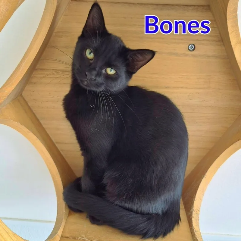 A baby medium-sized male Domestic Short Hair cat named Bones for adoption in North Saint Paul, MN