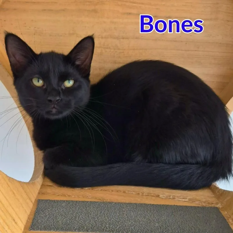 Bones thumbnail 2