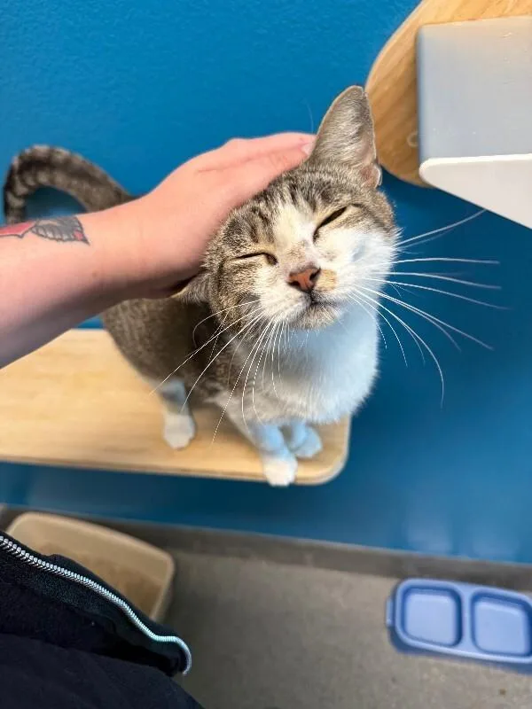An adult medium-sized female Brown / Chocolate Domestic Short Hair cat named Zarina for adoption in Fort Collins, CO