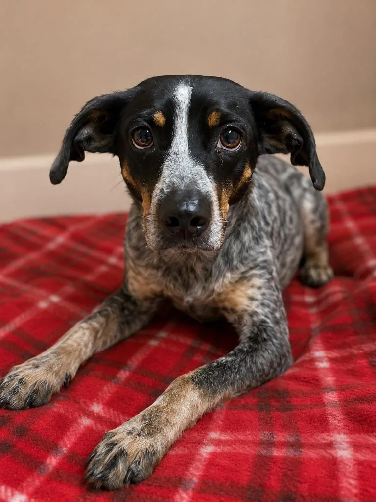 An adult medium-sized male Hound dog named Kings for adoption in Gautier, MS