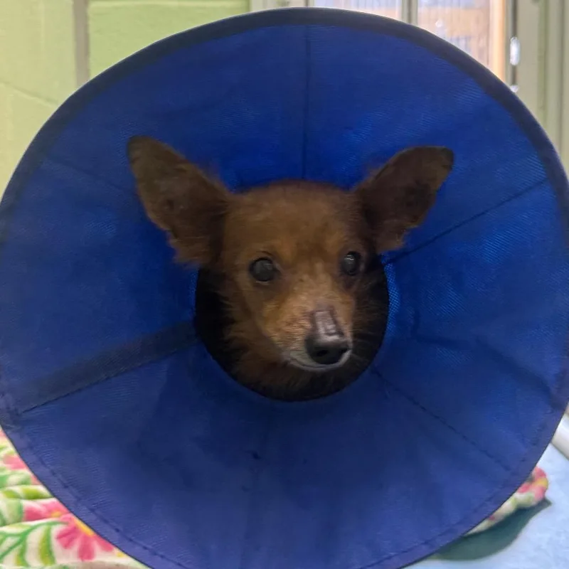 A senior small-sized male Brown / Chocolate Dachshund dog named Dewey for adoption in West Palm Beach, FL