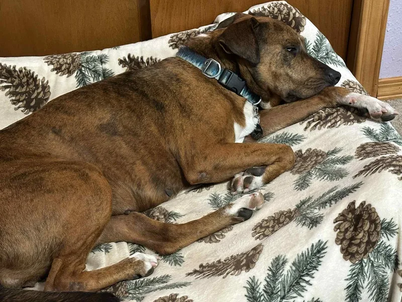 Socks  Wi thumbnail 2