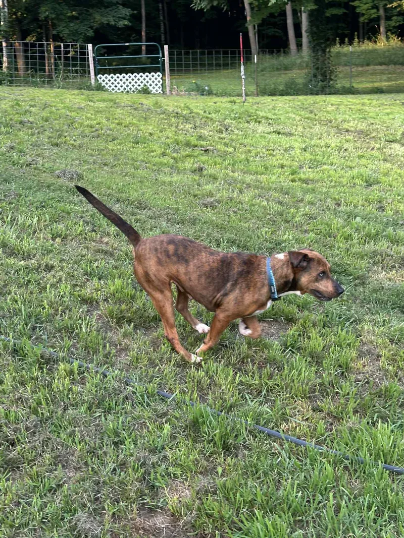 Socks  Wi thumbnail 4