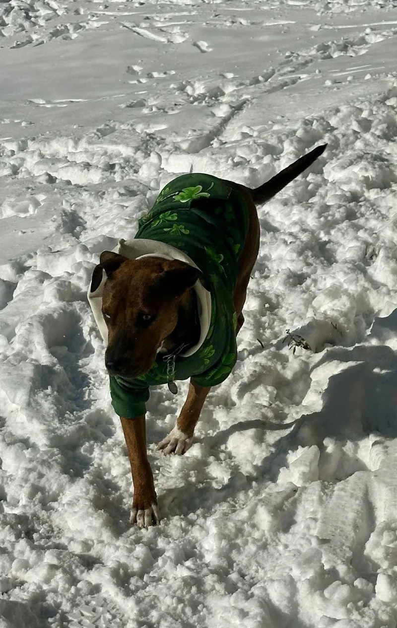 Socks  Wi thumbnail 6