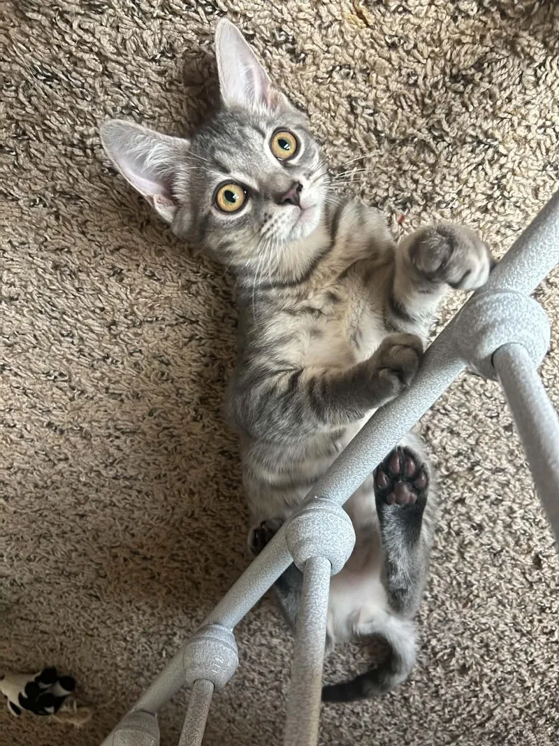 A baby medium-sized male Gray / Blue / Silver Domestic Short Hair cat named Malokai for adoption in Richmond, KY