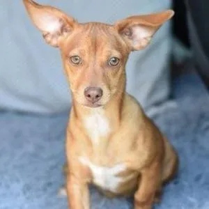 Cappuccino D thumbnail 2