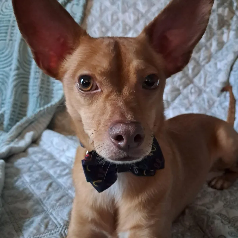 Cappuccino D thumbnail 3