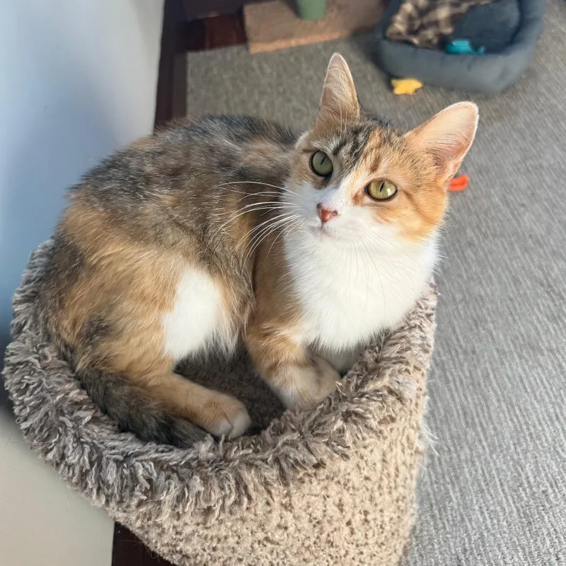 A young medium-sized female Calico Domestic Short Hair cat named Speckle for adoption in Gibsonia, PA
