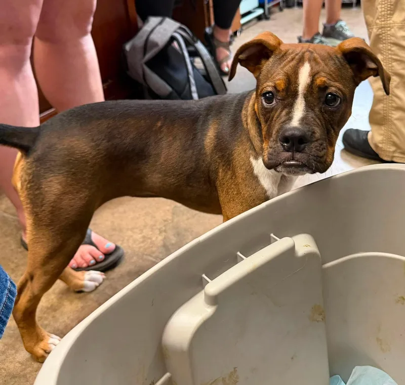 A baby medium-sized female Boxer dog named Daisy for adoption in Kutztown, PA