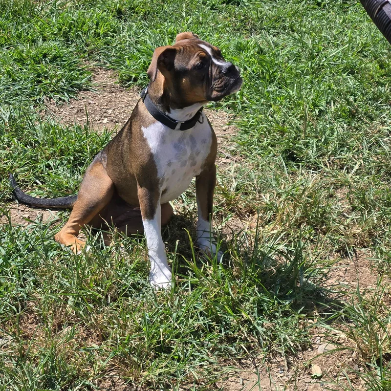 Daisy thumbnail 3