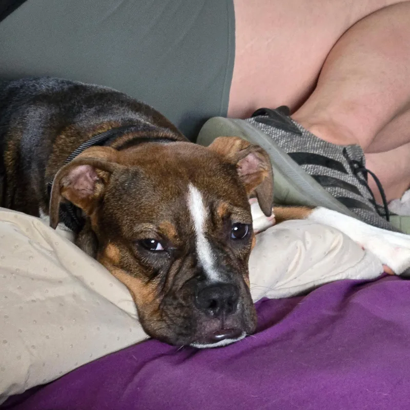 Daisy thumbnail 6