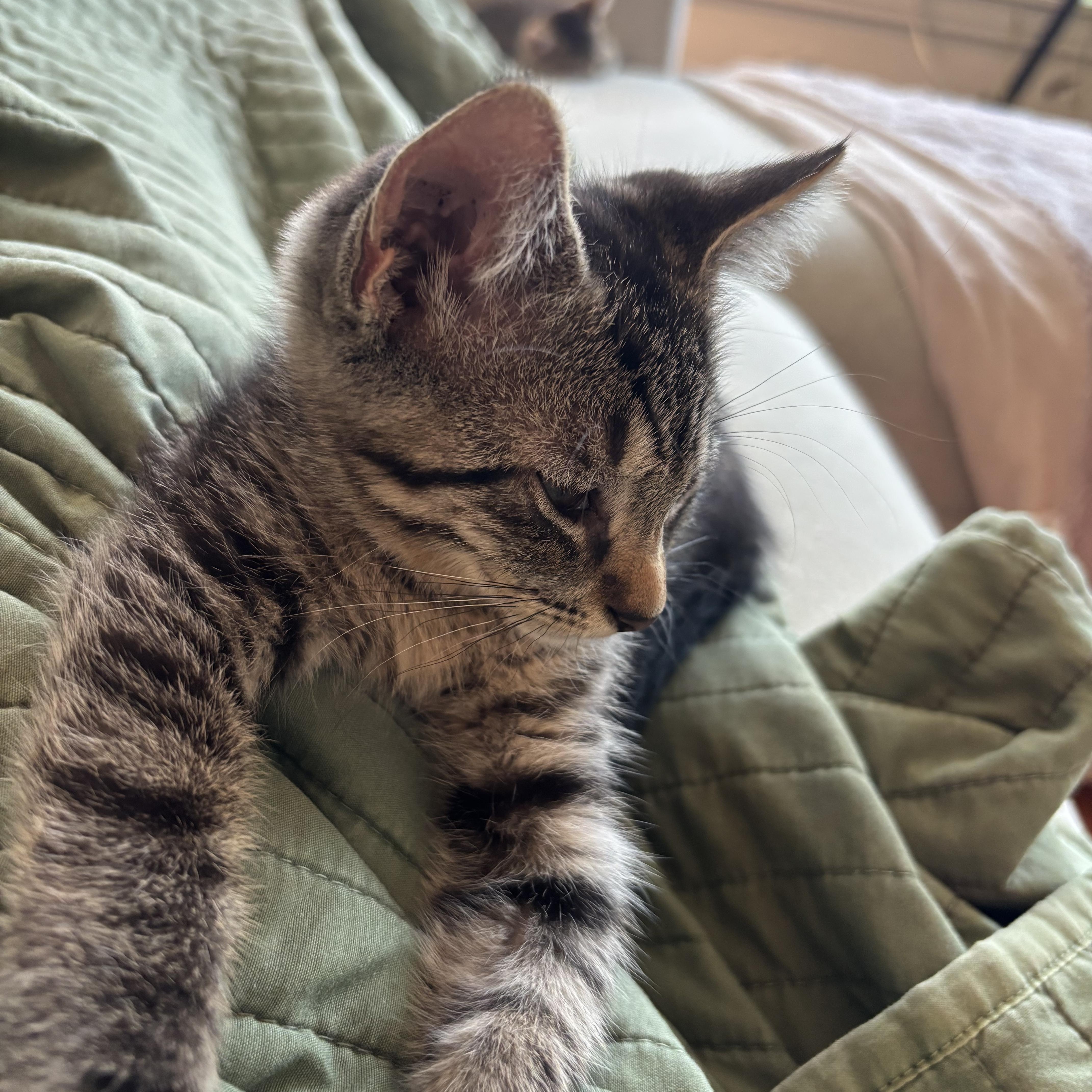 A baby medium-sized male Tabby (Brown / Chocolate) Domestic Short Hair cat named Rocksteady for adoption in Chicago, IL