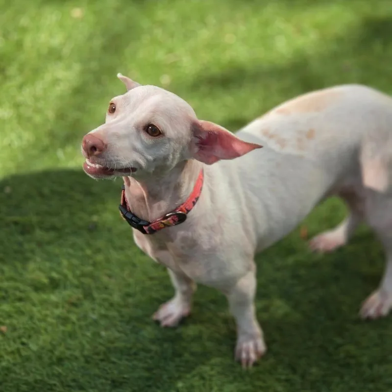 Sphynxee Atg