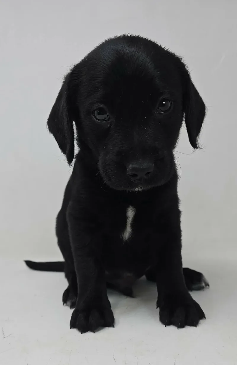 A baby medium-sized male Black Labrador Retriever dog named Wild Again for adoption in New York, NY