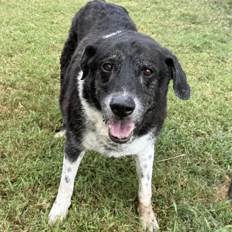 A senior medium-sized male Labrador Retriever dog named Ring for adoption in Brenham, TX