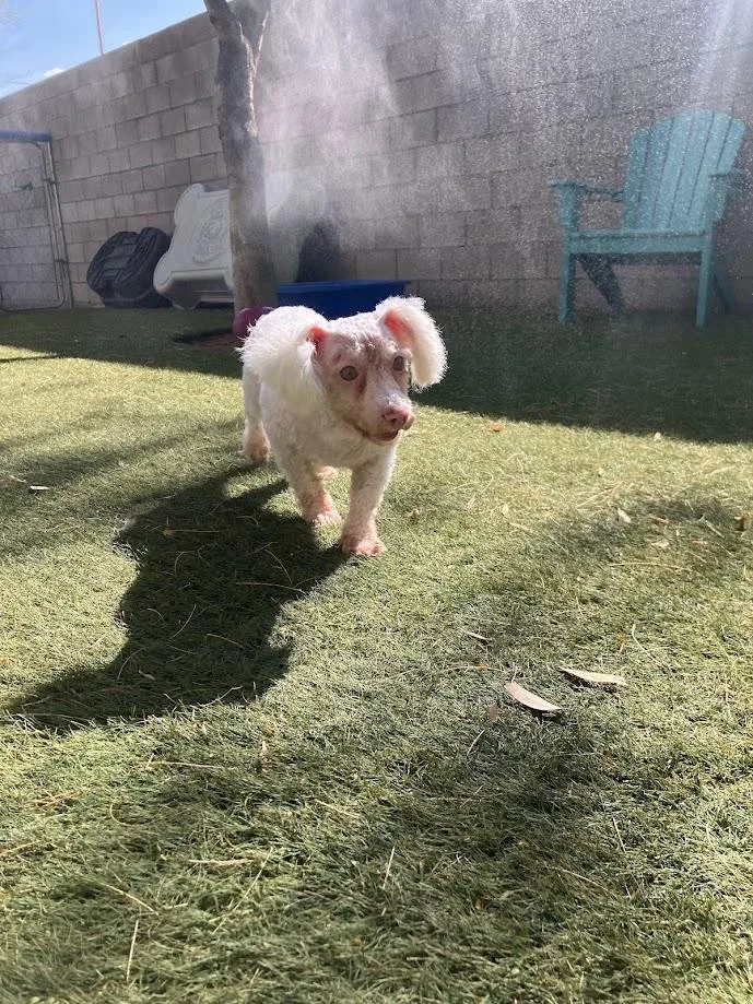 A senior small-sized female White / Cream Bichon Frise dog named Stacy for adoption in Scottsdale, AZ