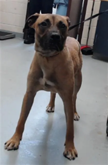 A young medium-sized male Black Mouth Cur dog named Banjo for adoption in Fayetteville, NC