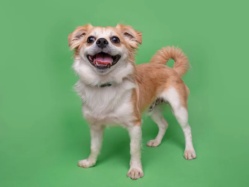 Carnival thumbnail 2